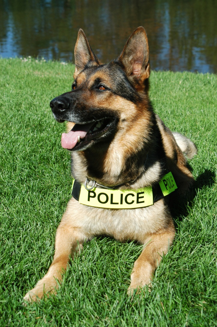 Police Dog