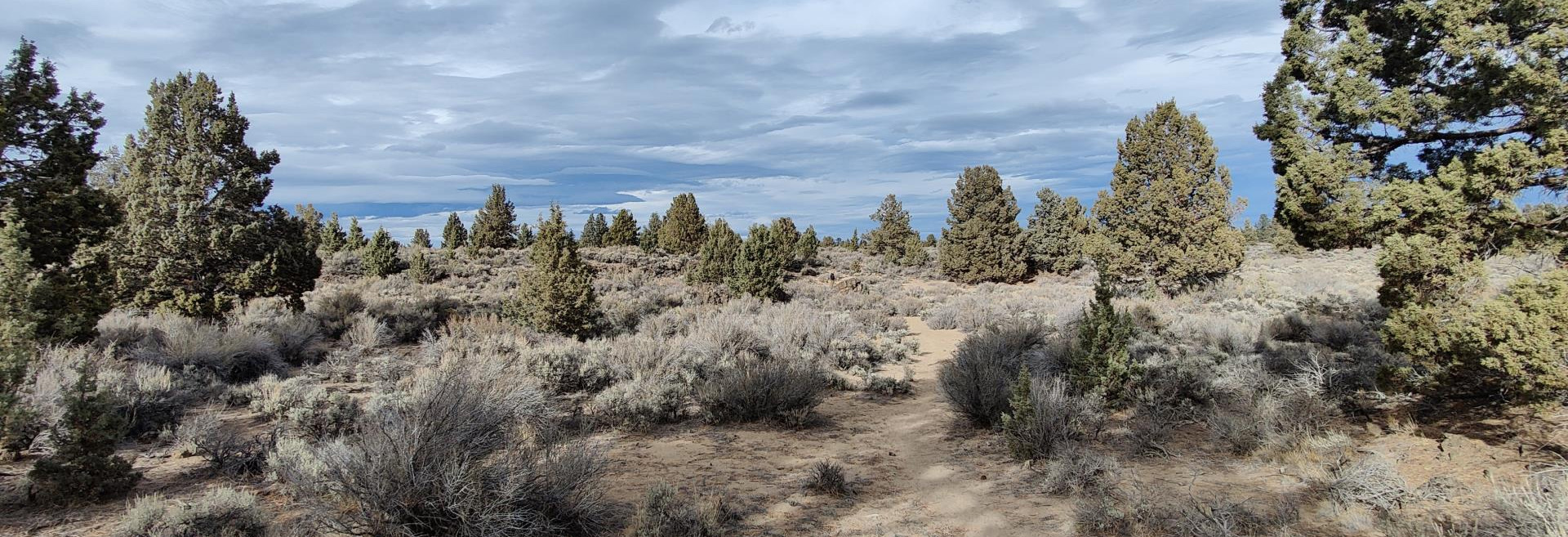 Bare land with Juniper trees and sagebrush, partly cloudy sky