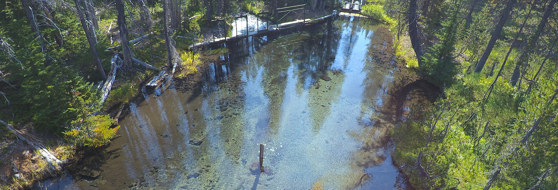Image of a creek surrounded by green trees. The creek has crystal clear water.