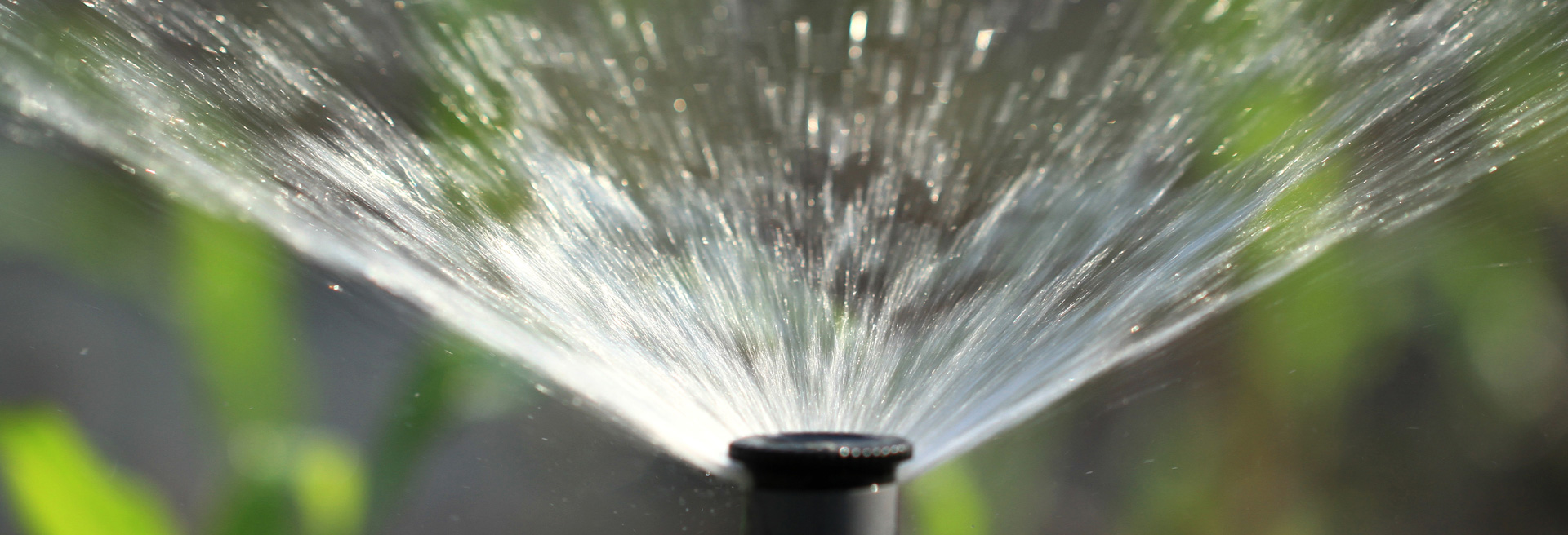 Sprinkler head with water being released from it spraying onto a green lawn.