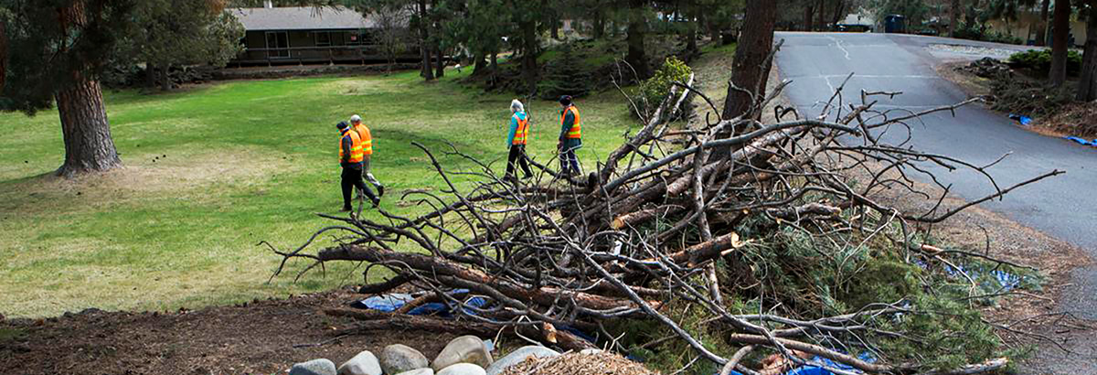 Pile of tree limbs on the edge of a property, house in the background.