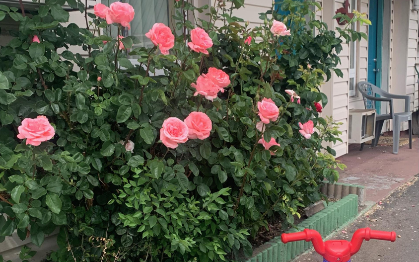 Pink rose bush in front of the exterior of the shelter. Tan siding, windows and doors shown behind the rose bush.